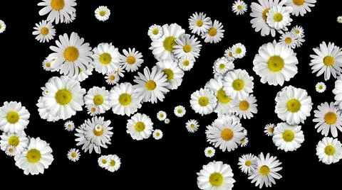 Chamomile flowers on black background Stock Illustration