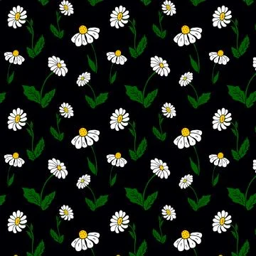 Chamomile flowers on a black background seamless pattern. botanical illustr.. Stock Illustration