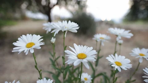 Chamomile flowers bush slow video. Close up of chamomile flowers growing Stock Footage 201329894