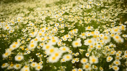 Chamomile. Flowers. Chamomile field on a summer day. Flora Stock Footage 156410087