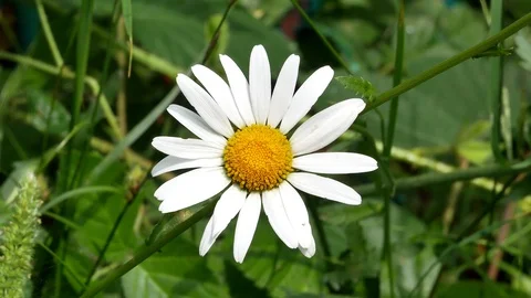 Chamomile flowers close up 4k Video stock 90944879