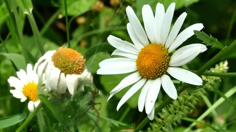 Chamomile flowers close up 4k Stock Footage 90947394