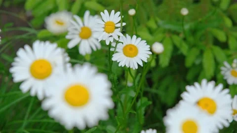 Chamomile flowers close up. Chamomile close-up.Beautiful chamomile flower close Stock Footage 200824871