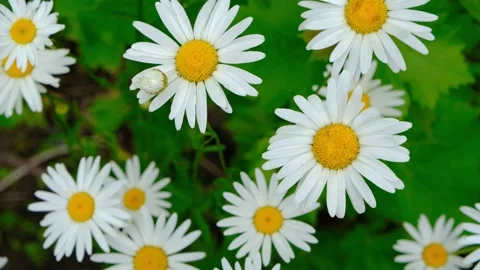 Chamomile flowers close up. Chamomile close-up.Beautiful chamomile flower close Stock Footage 204713487
