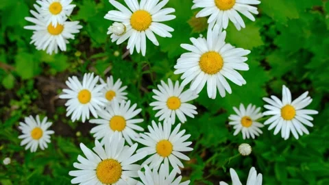 Chamomile flowers close up. Chamomile close-up.Beautiful chamomile flower close Vídeos de archivo 205411520