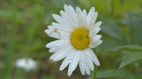 Chamomile flowers close up. Chamomile close-up.Beautiful chamomile flower close Video stock 211091581