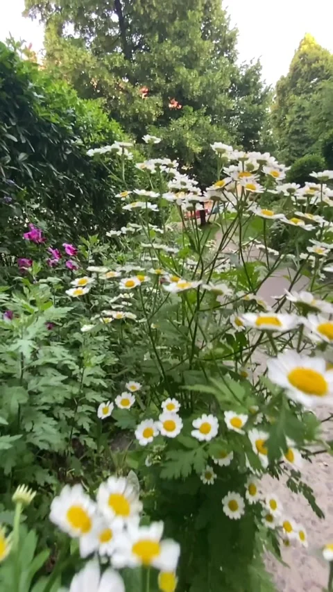 Chamomile flowers close up Stock Footage 197979465