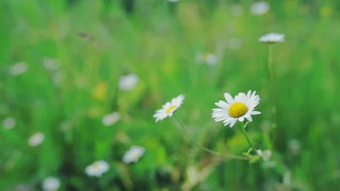 Chamomile flowers close up. A group of daisies, sway gently in the breeze. 库存影片 86119970