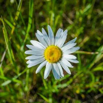 Chamomile flowers close up. Stock Photos