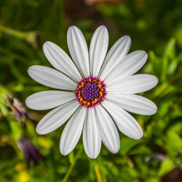 Chamomile flowers close up. Stock Photos