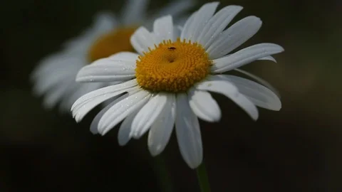 Chamomile flowers close up with soft focus swaying in the wind. Stock Footage 127526370