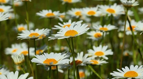 Chamomile flowers closeup Stock Footage 7133437