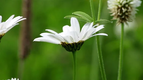 Chamomile flowers closeup Stock Footage 68680983