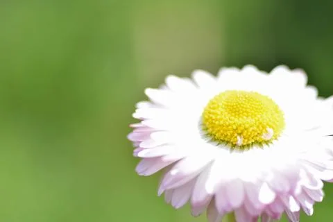 Chamomile flowers closeup. Intention selective focus. Macro Stock Photos