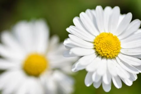 Chamomile flowers closeup. Intention selective focus. Macro Stock Photos
