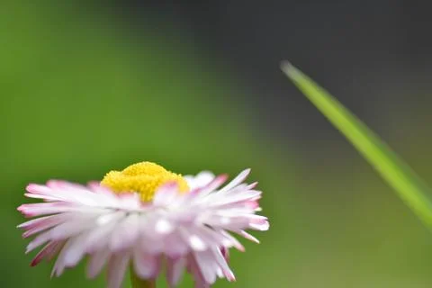 Chamomile flowers closeup. Intention selective focus. Macro Stock Photos