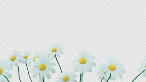 Chamomile Flowers Decoration Video stock 202304779