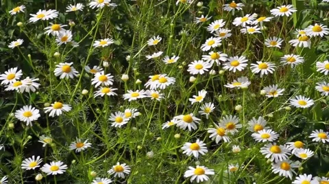 Chamomile flowers field background Stock Footage 66437047