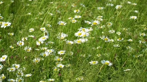 Chamomile flowers field. Daises Moving In Summer Breeze Stock-Footage 115535561