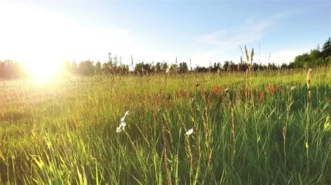 Chamomile flowers in field. Stock Footage 63120585