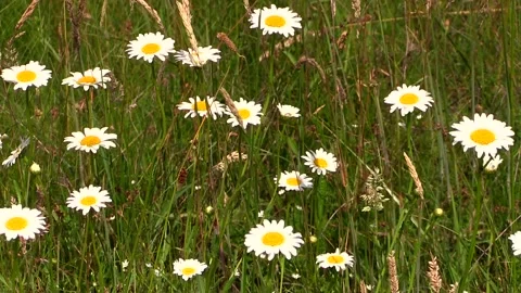Chamomile flowers in the field Stock Footage 147508591