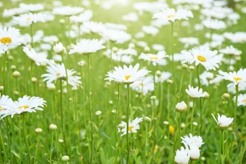 Chamomile flowers field Stock Photos
