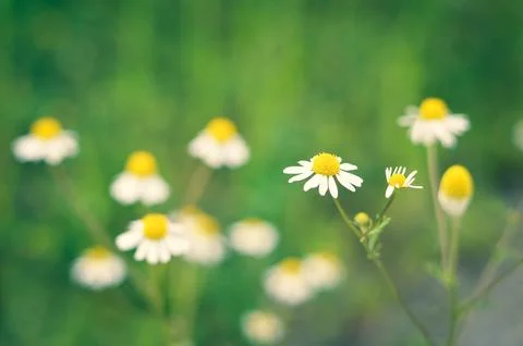 Chamomile flowers in the field Foto stock