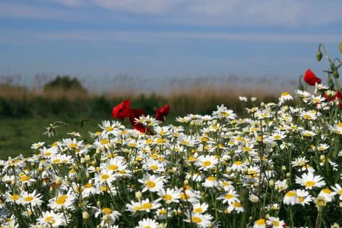 Chamomile flowers field in spring 스톡 사진