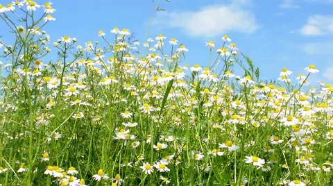 Chamomile flowers in field on summer day Stock Footage 50874751