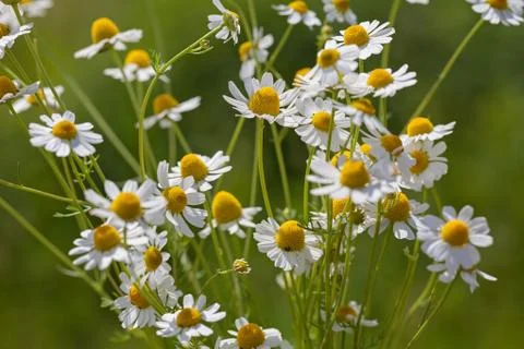 Chamomile flowers in focus Free Stock Photos