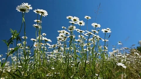 Chamomile flowers Stock Footage 7135370
