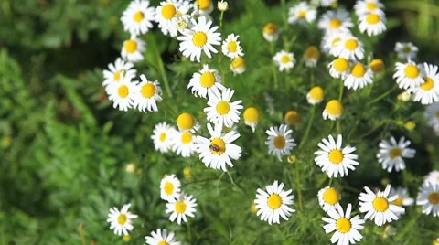Chamomile flowers Stock Footage 8656833