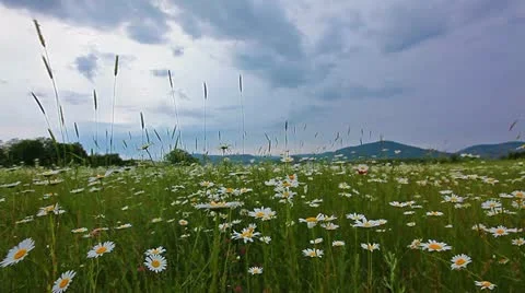 Chamomile flowers Stock Footage 12024918
