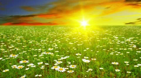 Chamomile flowers Stock Footage 21291113