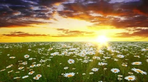 Chamomile flowers Stock Footage 21291344