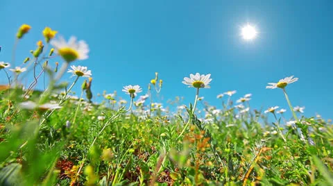 Chamomile flowers Stock Footage 24468863