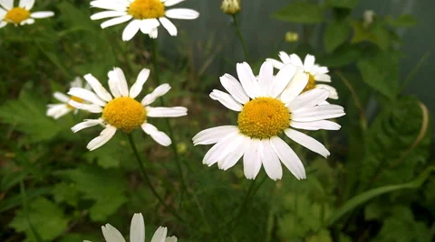 Chamomile flowers Stock Footage 58850076