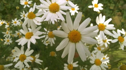 Chamomile flowers Stock Footage 58850843