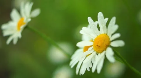 Chamomile flowers Stock-Footage 64311902
