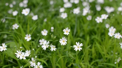 Chamomile flowers Stock Footage 75329306