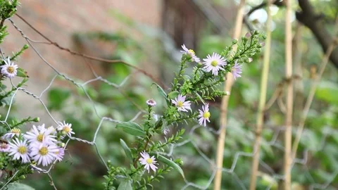 Chamomile flowers Stockbeeldmateriaal 83862557