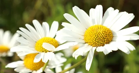 Chamomile flowers Video stock 95226498