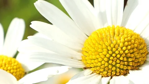 Chamomile flowers Stock Footage 95227318