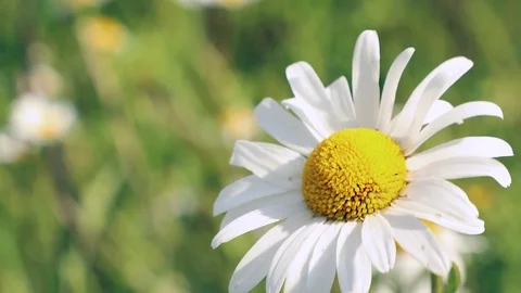 Chamomile flowers Stock Footage 95227801