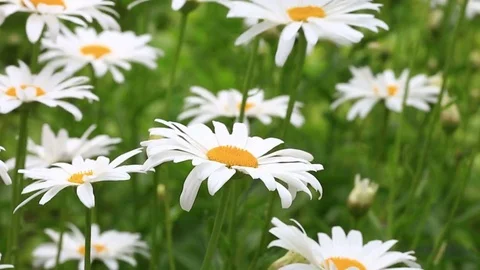 Chamomile flowers in the garden Video stock 74516809