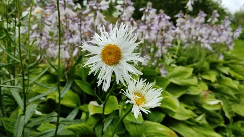 Chamomile flowers in the garden Vidéo 340174167