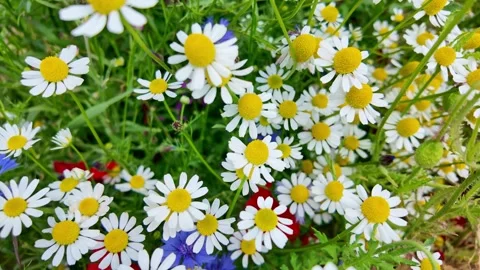 Chamomile flowers gently swaying in wild flower meadow close up Stock Footage 331442687