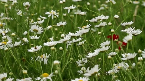 Chamomile flowers in the grass Stock Footage 275375574