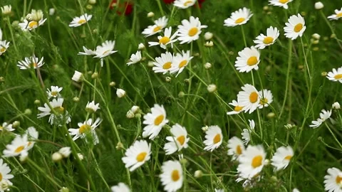 Chamomile flowers in the grass Stock-Footage 275375604