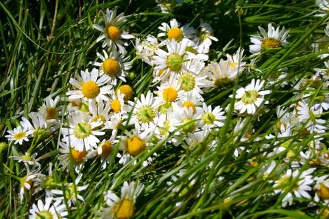Chamomile flowers in the grass. Stock Photos